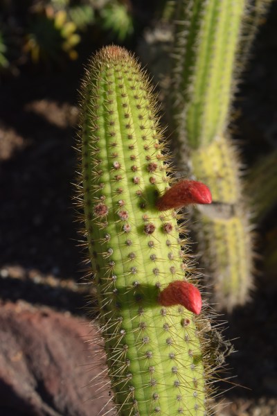 The way these flowers are stuck on the stem makes me think of Mr. Potato Head. 