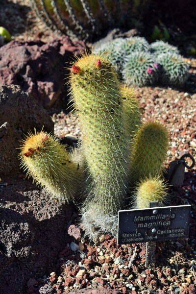 These guys look like they could be new Muppet characters.