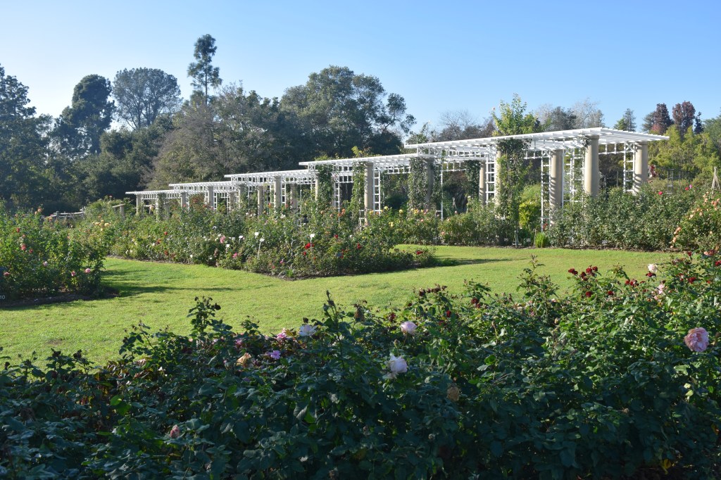 Rose Garden