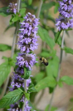 Downy Wood Mint. Photo from Prairie Moon Nursery.