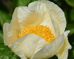 'Pearled Lemon Cream'. Photo from Songsparrow.com.