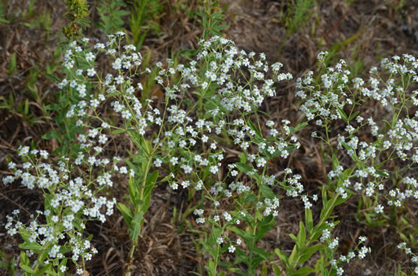 Prairie Baby's Breath