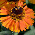 Helenium 'Short'n'Sassy'. Photo from songsparrow.com.