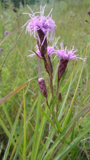 Dwarf Blazing Star. Photo from Prairie Moon Nursery.