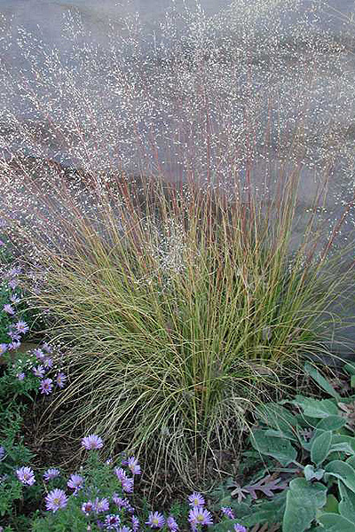 Photo from www.prairienursery.com.