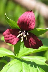 Red Trillium. Photo from Prairienursery.com.