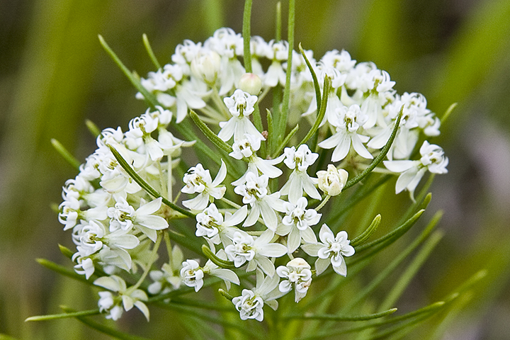 Whorled Milkweed. Photo from Prairienursery.com