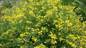 Yellow Wild Indigo. Photo from Prairie Moon Nursery.