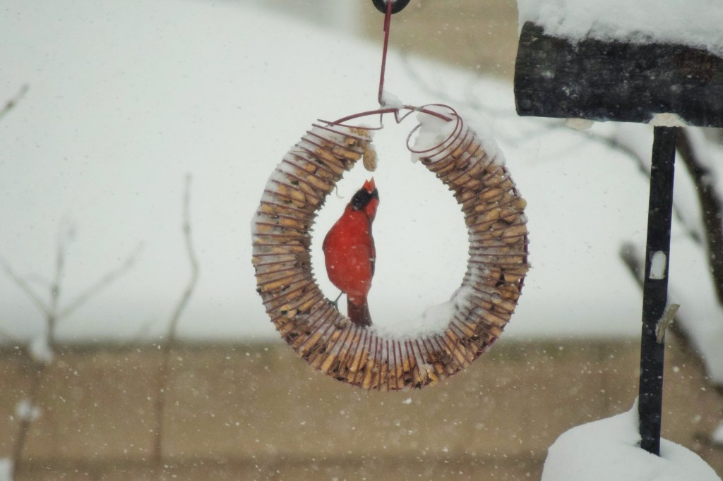 2015-02-01 11.31.52-1