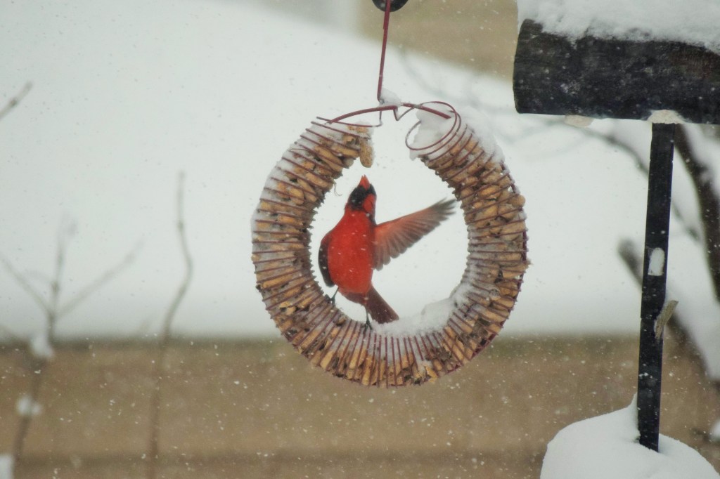 2015-02-01 11.31.52-2