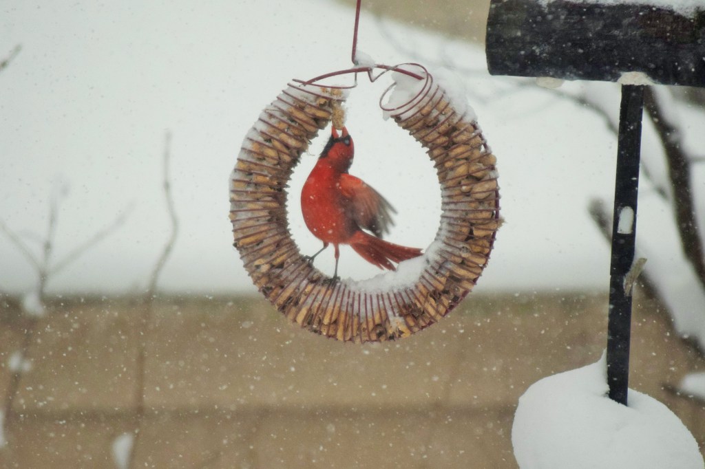 2015-02-01 11.31.59-1