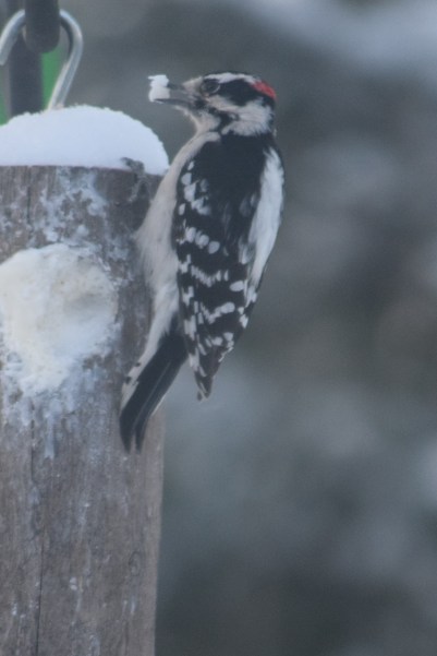 Male Downy Woodpecker with a beak full of suet.