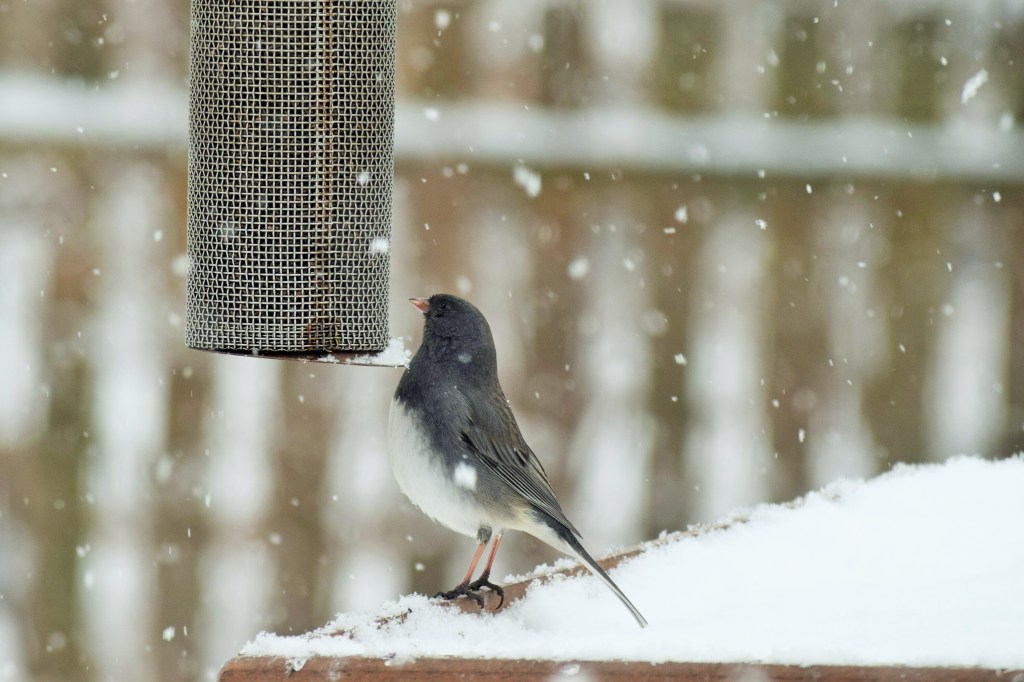 Another Dark-Eyed Junco.