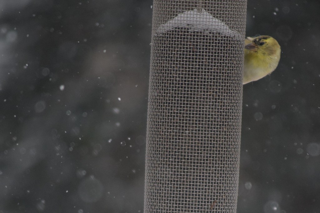 American Goldfinch at the nyjer seed feeder: is the coast clear?