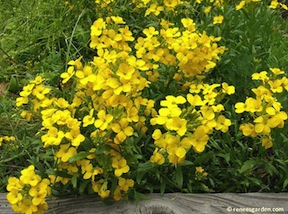 'Scented Gold' Wallflower. Photo from Reneesgarden.com.
