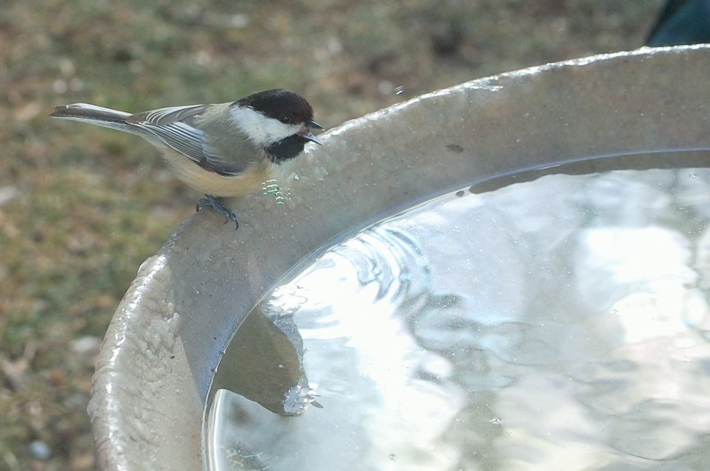 Chickadee at the bird bath.