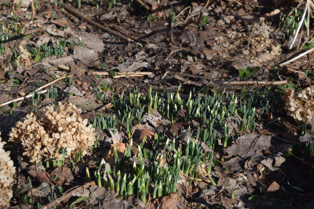 These Snowdrops still need a day or two before they bloom.