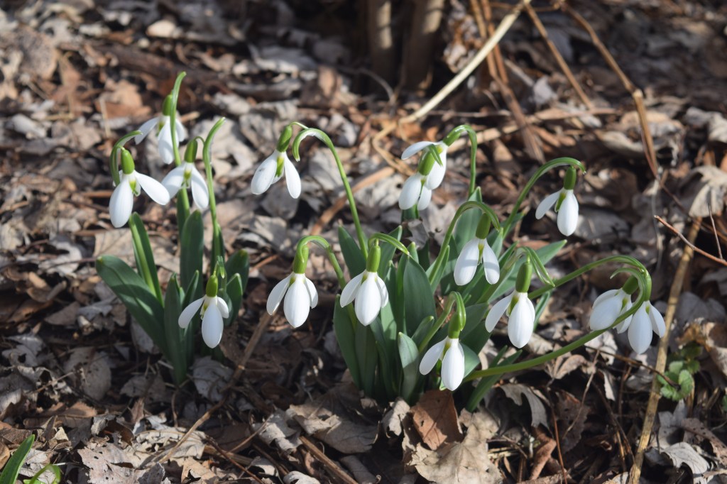 A clump of Snowdrops in bloom.