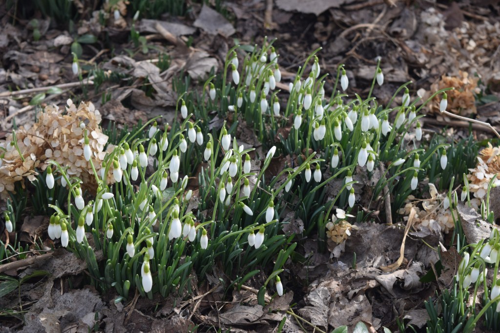 Not all the Snowdrops are ready to bloom. These need another day or two.