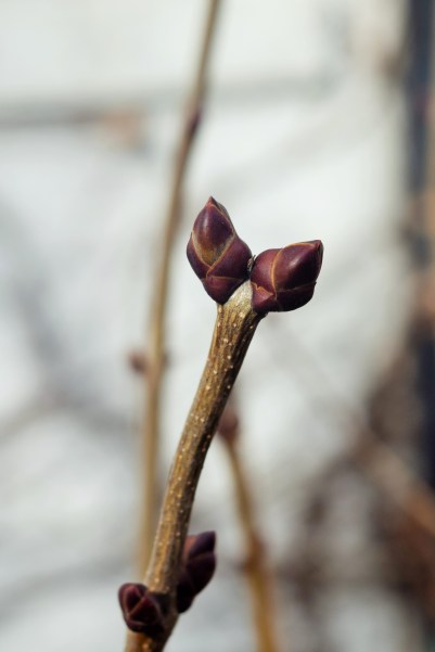 Lilac buds.