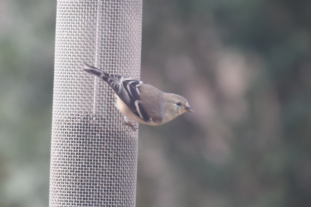 Female American Goldfinch