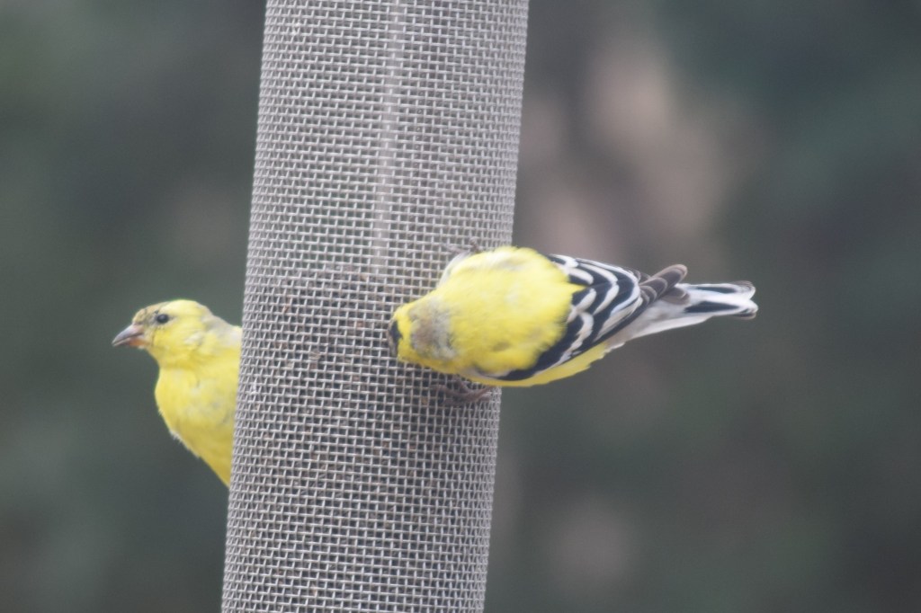 American Goldfinches at the nyjer feeder.
