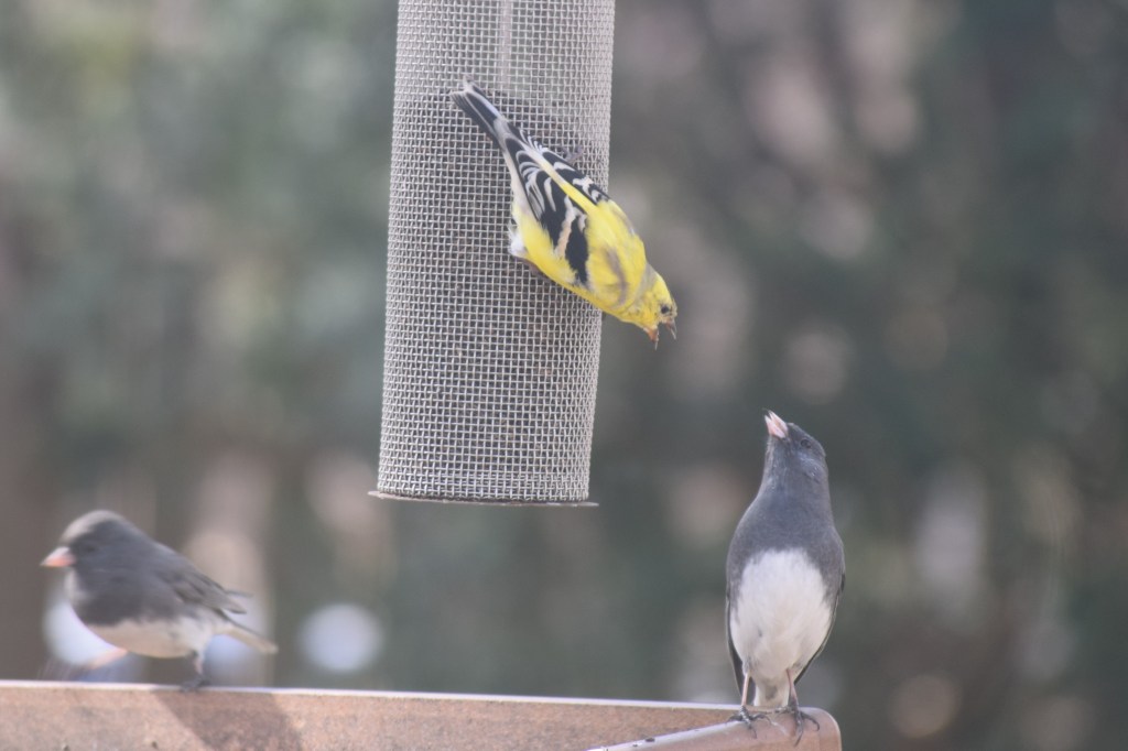 Goldfinch having an argument with a Dark-Eyed Junco.
