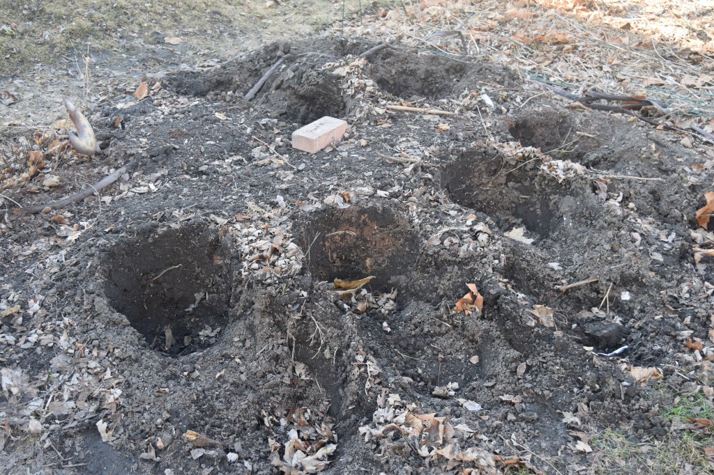 Holes in the ground where the container tulips used to be.