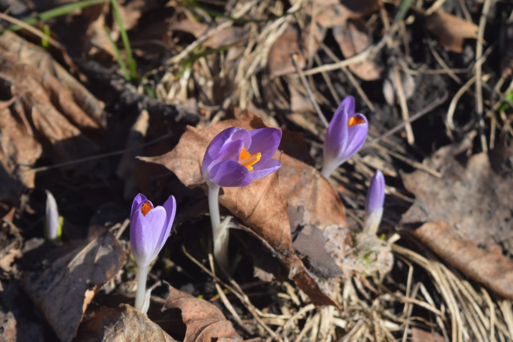 Crocus