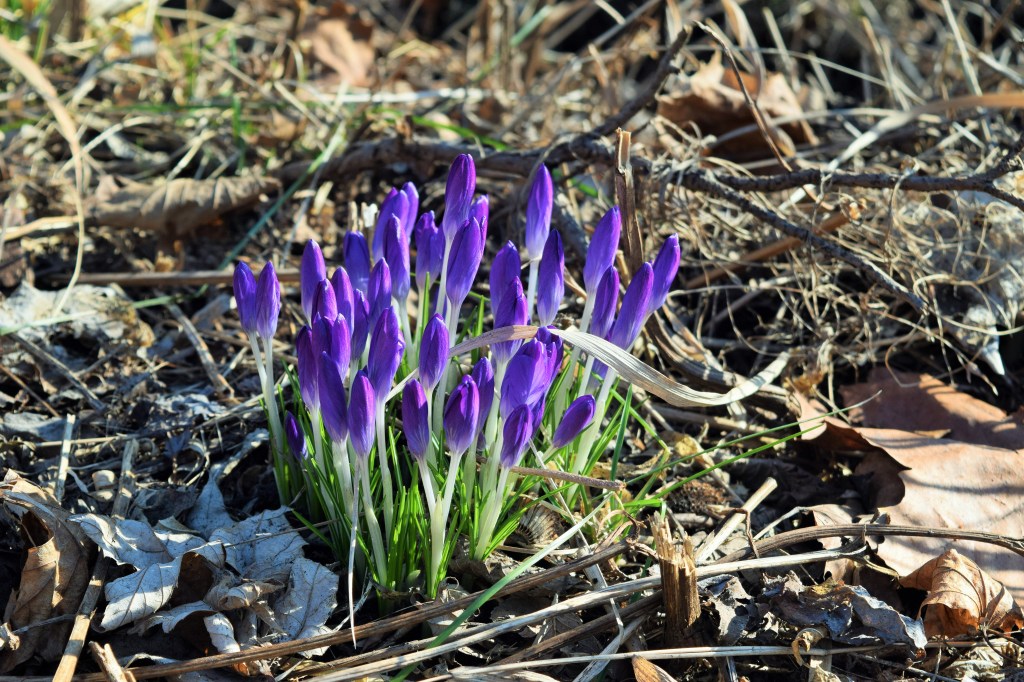 More crocus.