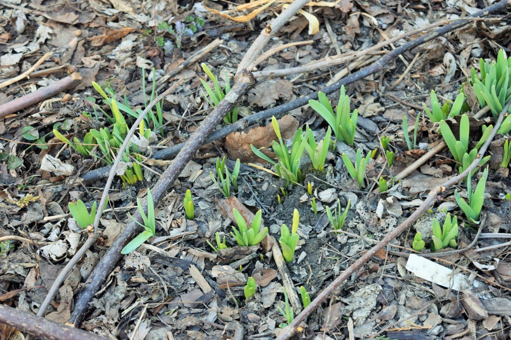 Narcissus 'Tete a Tete', I think.