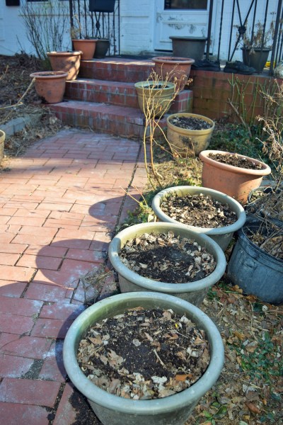 Container tulips, still in hiding.