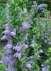 Great Blue Lobelia (Lobelia siphilitica). Photo from Missouribotanicalgarden.org/PlantFinder.