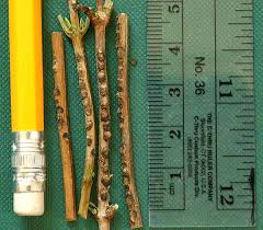 Viburnum twigs with VLB eggs. Photo from hort.cornell.edu.