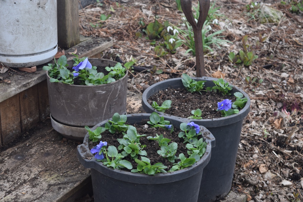 Filling used shrub containers (5 gallon, I think) with pansies.