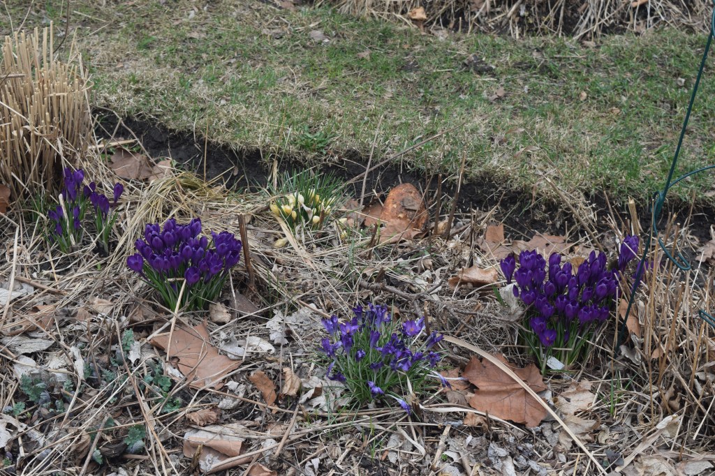 Crocuses in the sidewalk border.