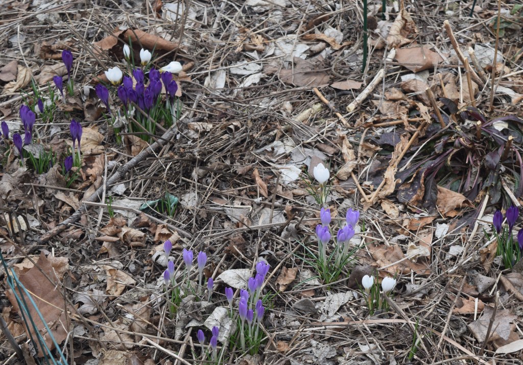 More Crocus in the sidewalk border.