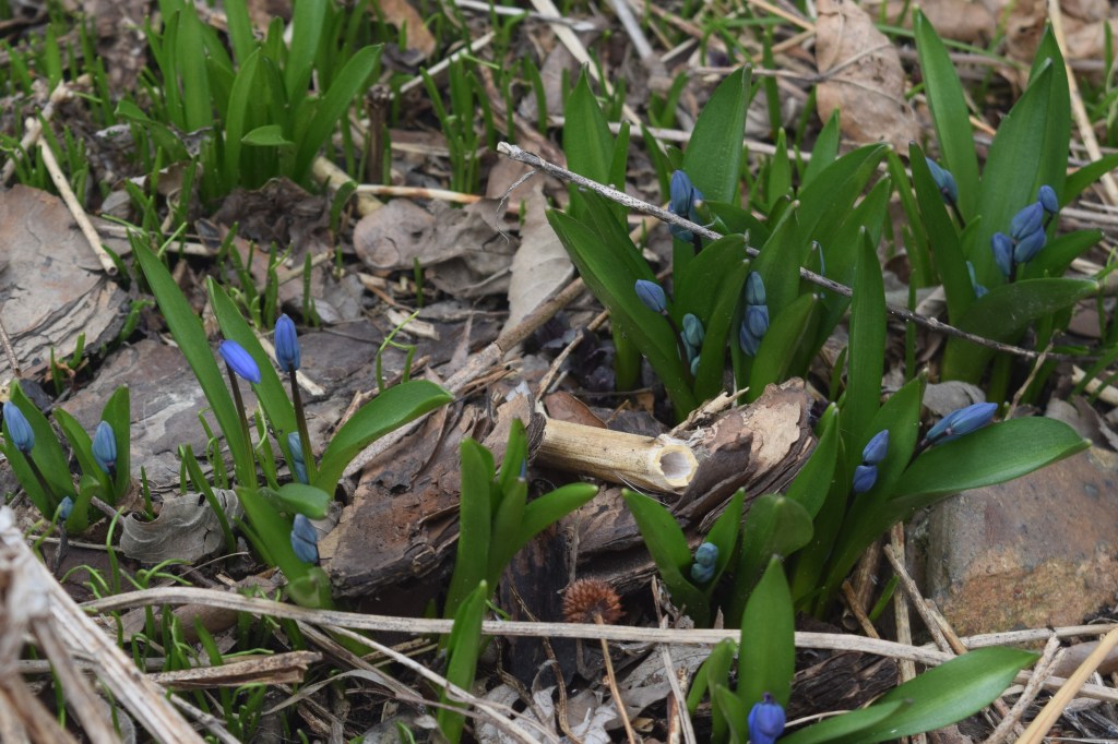 Squill on the verge of blooming.