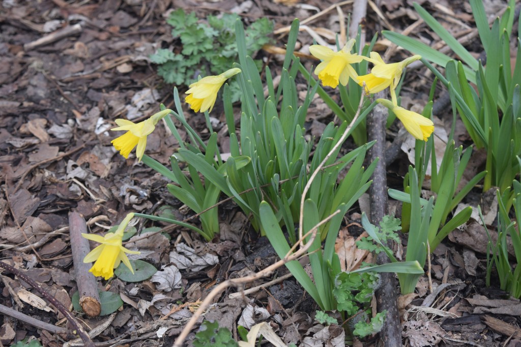 Narcissus 'Tete a Tete'