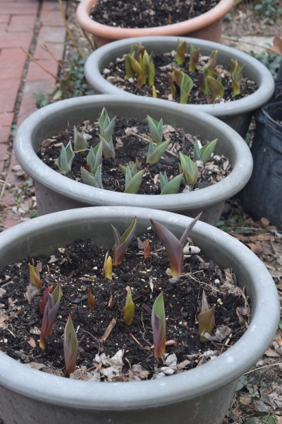 My container tulips. So exciting! I just wish I had remembered to write down which varieties were planted together in which pots.