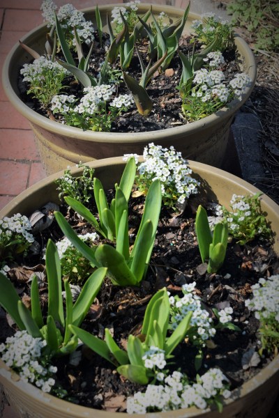 Sweet Alyssum newly planted in the Tulip and Hyacinth pots.