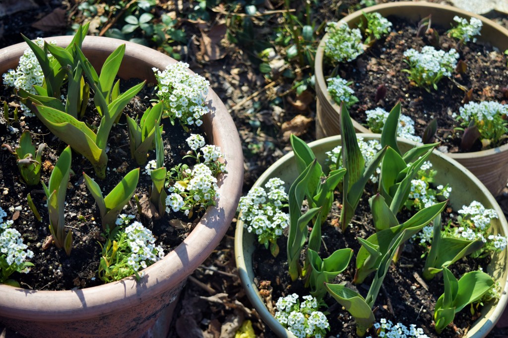 2015-04-11 15.22.02 sweet alyssum in  tulip pots