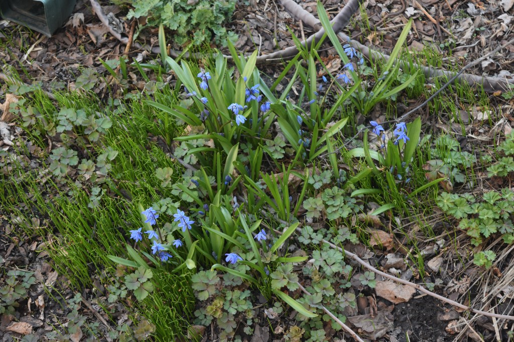 Siberian Squill flowers, baby squill, and Wild Columbine.