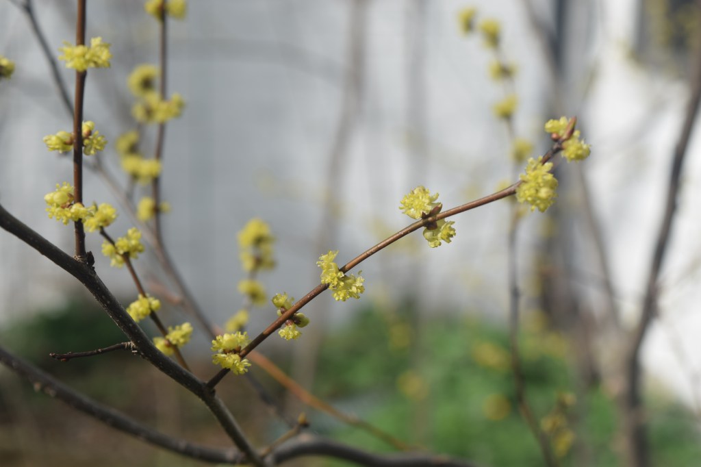 And even more Spicebush flowers.