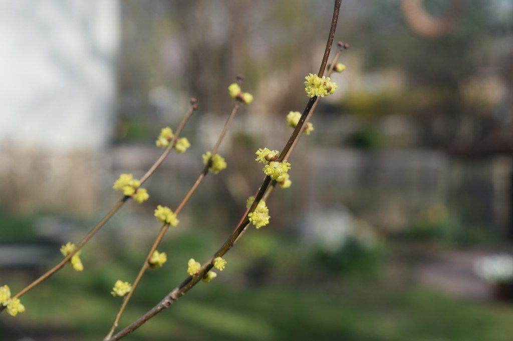 Spicebush flowers.