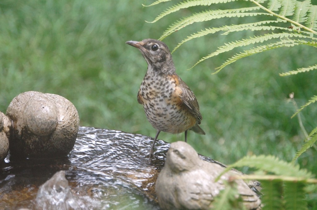 Juvenile robin at the old fountain.
