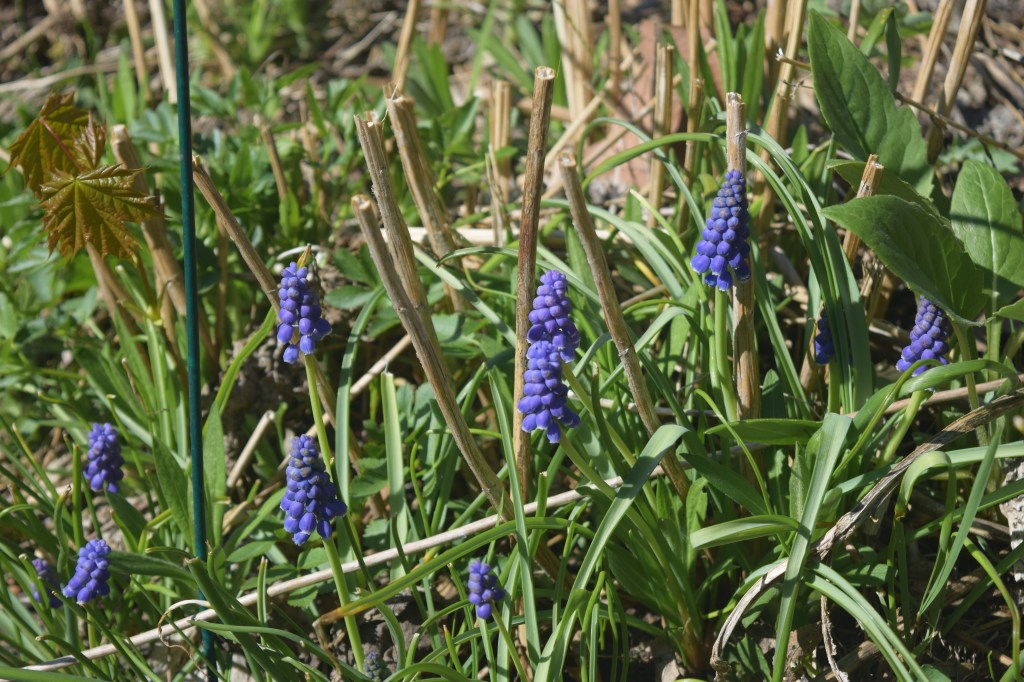 Grape Hyacinths