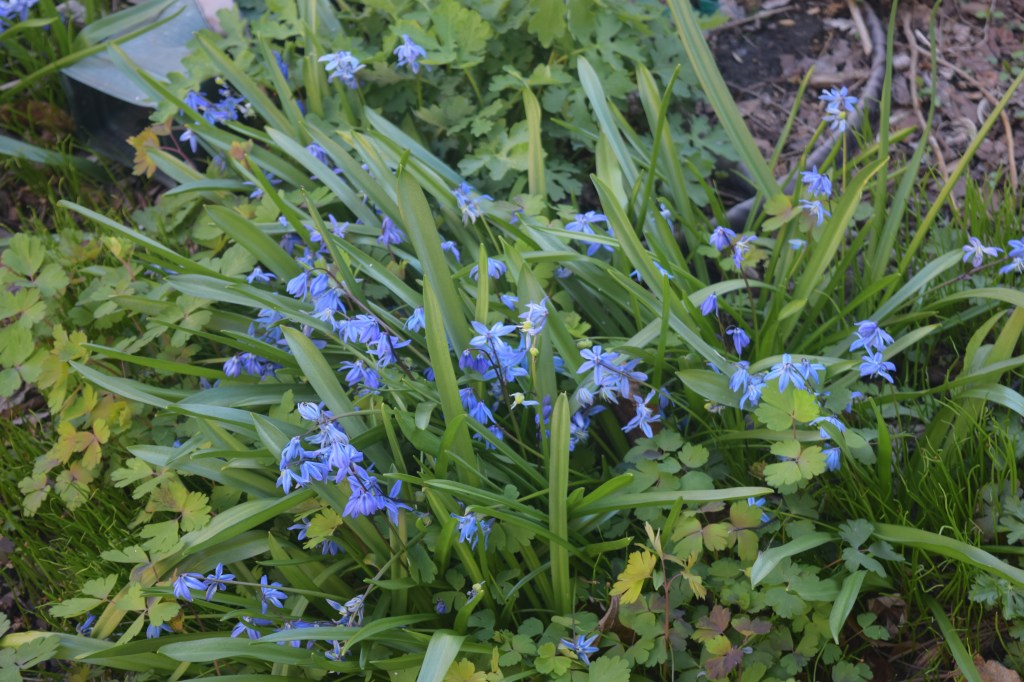 Siberian Squill
