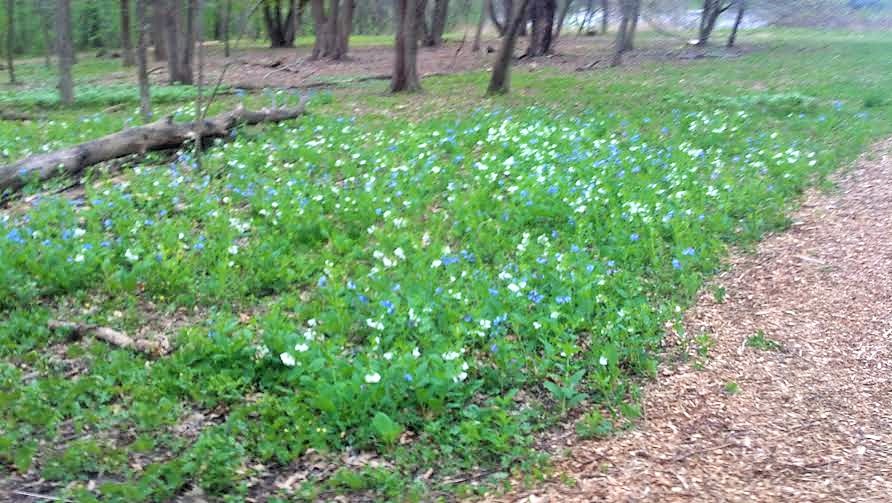 A mass of Virginia Bluebells along a woodland path.