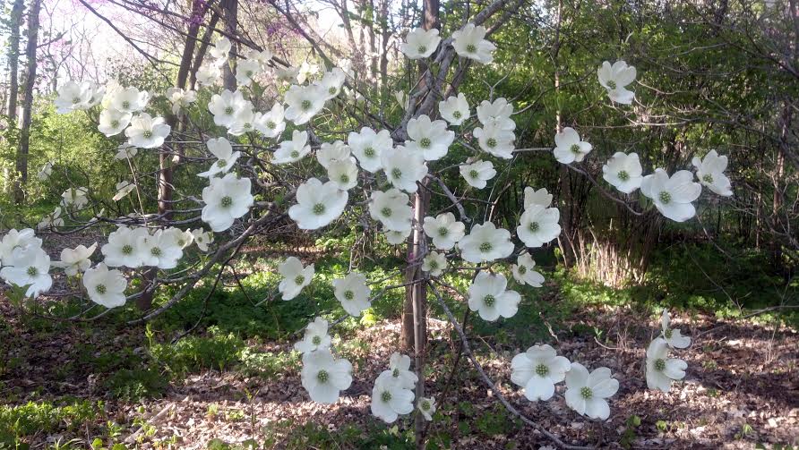 lmg cornus3 dogwood